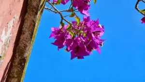 Ramo di bouganville con fiori viola acceso contro un cielo azzurro limpido