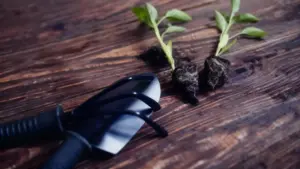 Due piantine con radici esposte accanto a un piccolo attrezzo da giardinaggio su un tavolo di legno