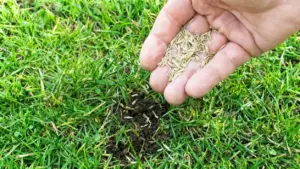 Mano che sparge semi su un prato con zone diradate