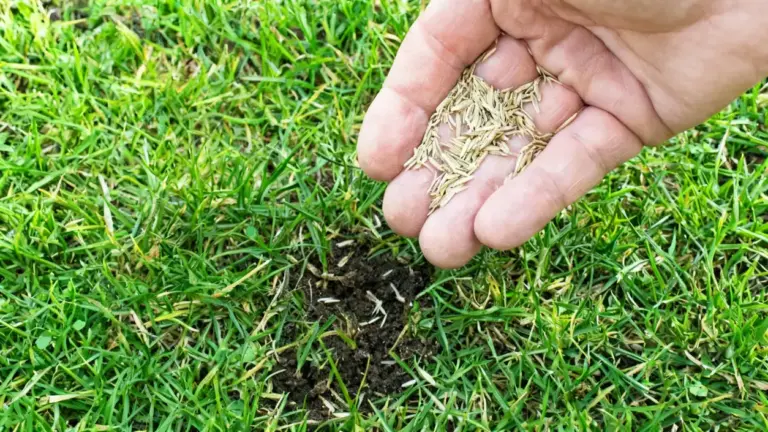 Mano che sparge semi su un prato con zone diradate