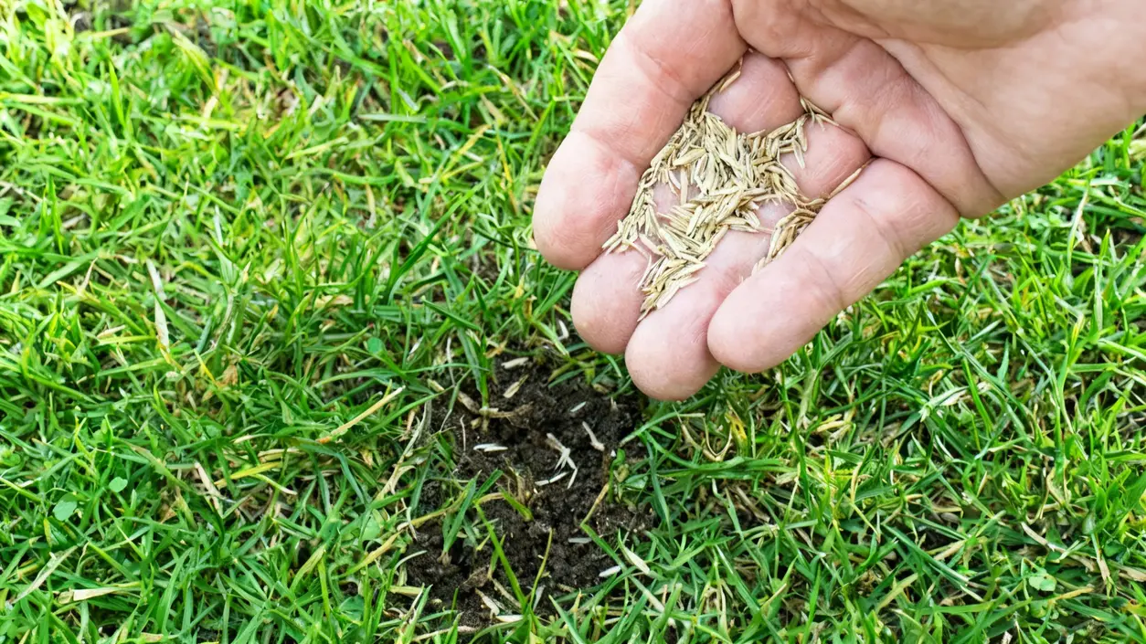 Mano che sparge semi su un prato con zone diradate